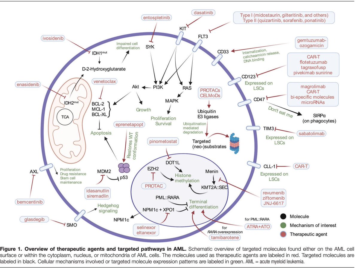 A beautiful review on targeted therapies in AML! #leusm

journals.lww.com/hemasphere/Ful…