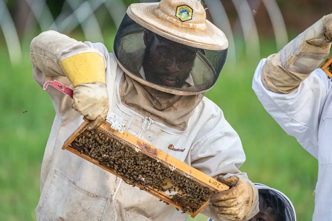 Black Beekeepers Are Reclaiming Their Relationship With the Land bit.ly/42nJjSf