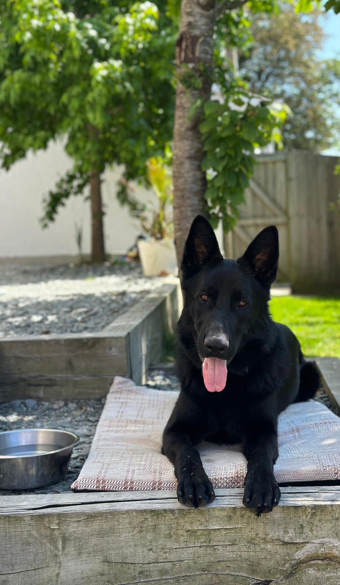 DevonPoliceDogs's tweet photo. 💥Busy Shift💥

PD Nero has had a couple results…. Firstly locating a female in a wooded area who had self harmed, she is now receiving some help. He has then located a victim of a serious assault behind some bins in a service lane who had walked away from the scene 🐕🐾 https://t.co/cqbrOQRzjv