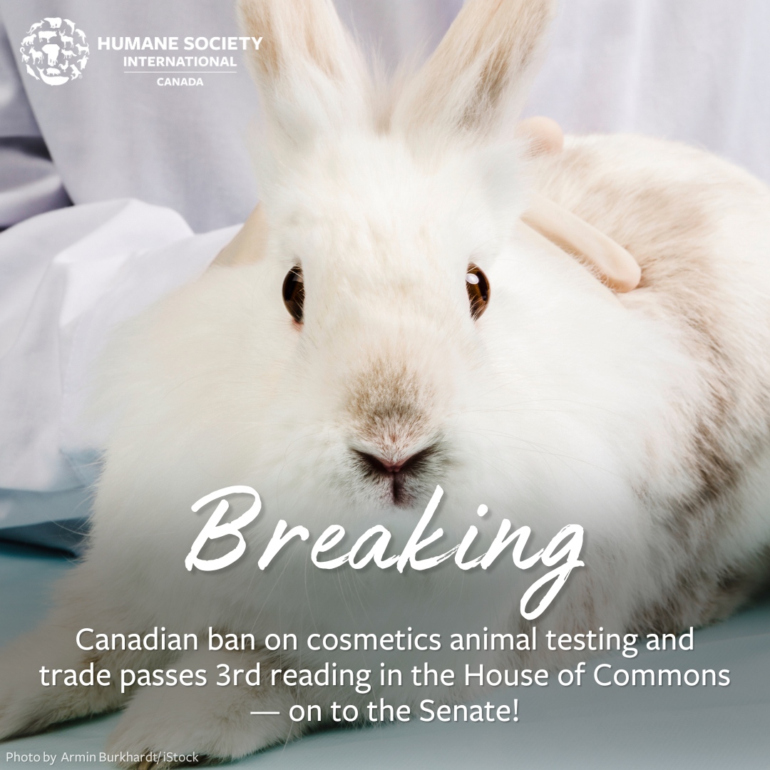 BREAKING ⚠️ #BillC47, which includes measures to ban cosmetics #animaltesting, has officially passed 3rd reading and will be moving on to the #Senate. ​ 🐇🇨🇦​
​
Thanks to all our supporters who've persevered with us to achieve this important milestone!  🎉 l8r.it/tH29