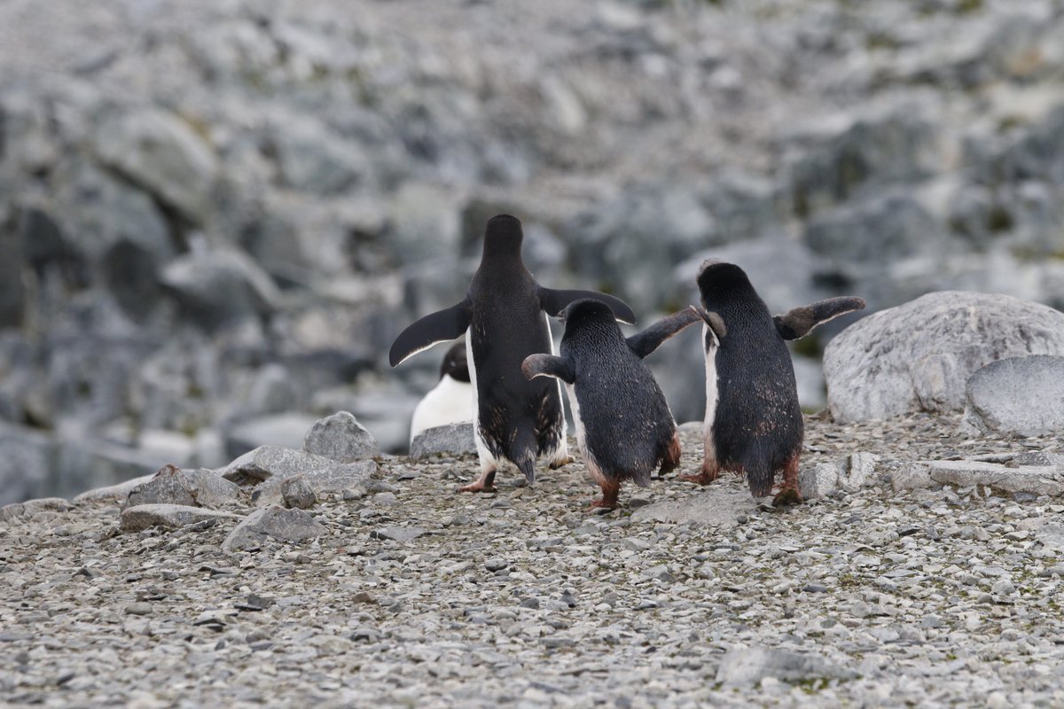 Happy feet #Antarctica #penguin #fieldwork #Biology #wildlife
