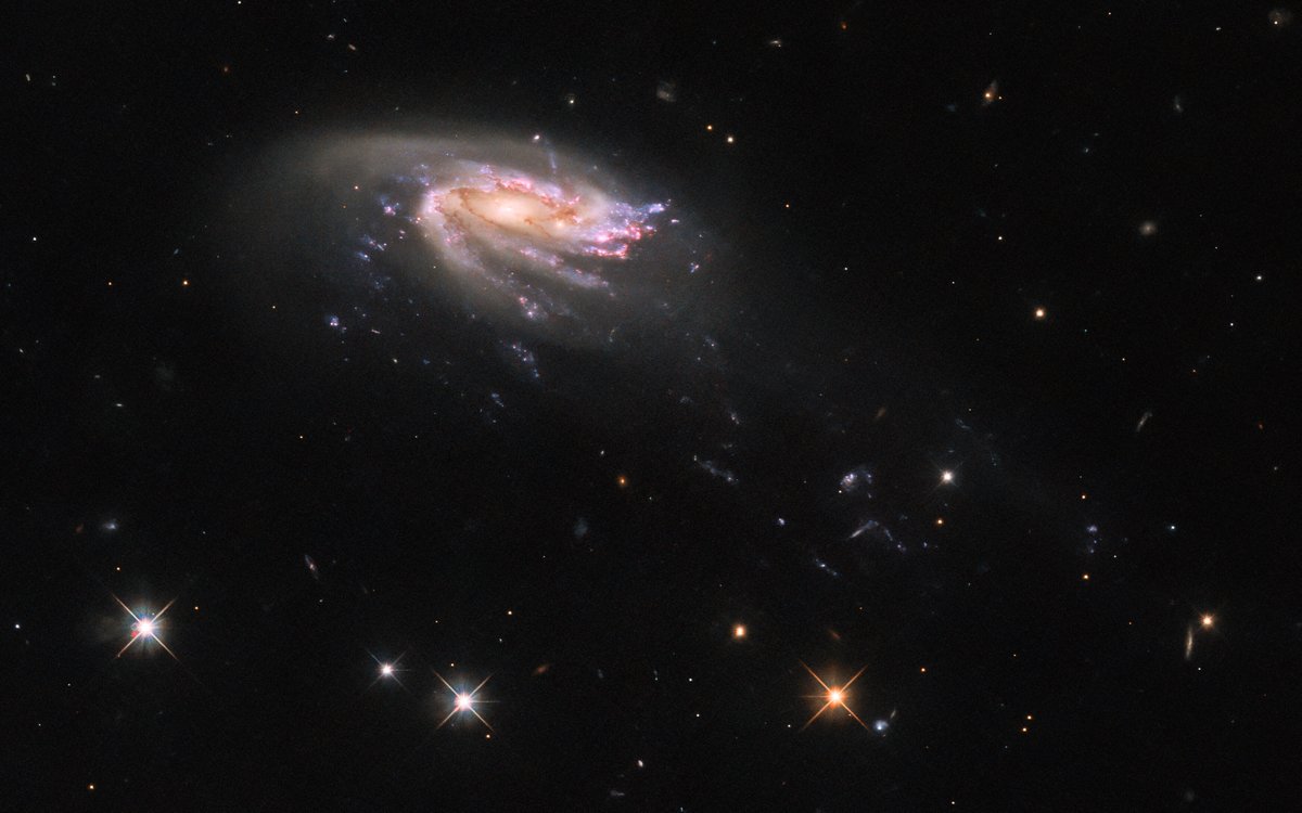 A 'jellyfish' galaxy swims through this #HubbleFriday image!

Known as J0206, its 'tentacles' are long tendrils of star formation that trail behind the galaxy's disk.

Read more: go.nasa.gov/3oWoe3M