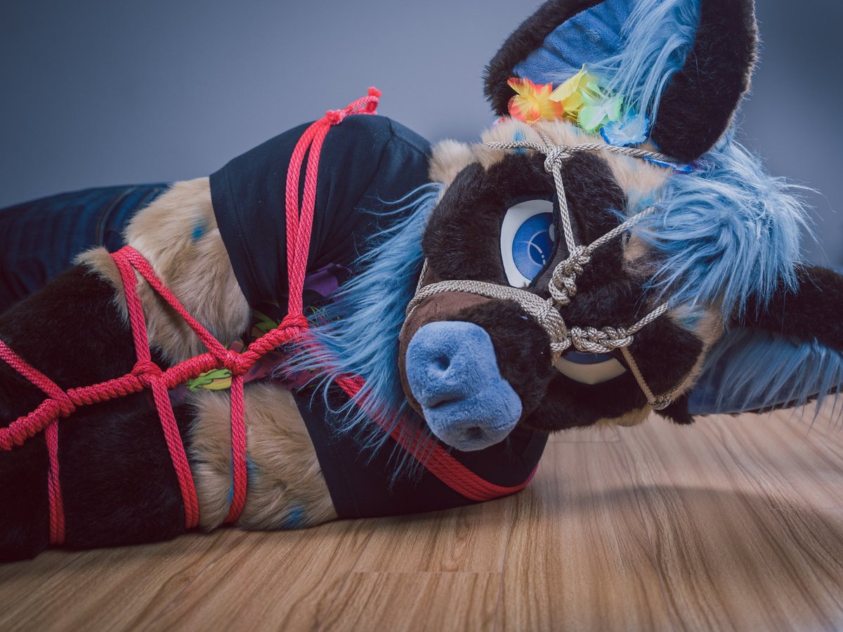 Koro コロ 🔜 FWA, MP(?) (@koroyeen) on Twitter photo Damn, you got me good. What’re you gonna do now?
📸: <a href="/YukitoTheFox/">❄️Yukito❄️</a>
🪢: <a href="/ChatahSpots/">ミーゴー💢🔜AFC🇺🇲,SK🇰🇷,獸無限🇹🇼,ケモコン🇯🇵</a> & <a href="/ShinazaS/">Shin</a>
#FursuitFriday #shibari Damn, you got me good. What’re you gonna do now?
📸: <a href="/YukitoTheFox/">❄️Yukito❄️</a>
🪢: <a href="/ChatahSpots/">ミーゴー💢🔜AFC🇺🇲,SK🇰🇷,獸無限🇹🇼,ケモコン🇯🇵</a> & <a href="/ShinazaS/">Shin</a>
#FursuitFriday #shibari