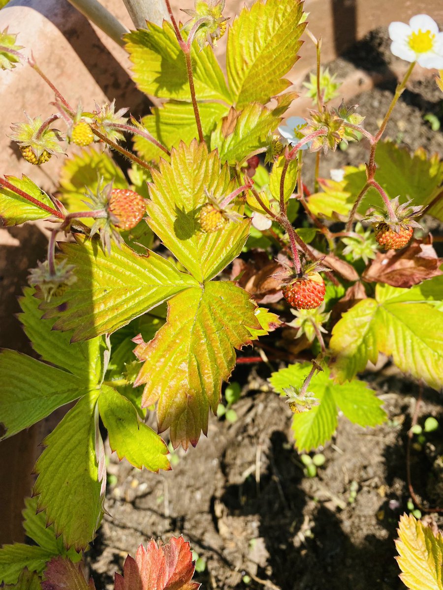 Strawberries planted by patients here at #Stewarthouse are coming along nicely. So much more to come , as always watch this space 😉🍓☀️🌻🌺🌼