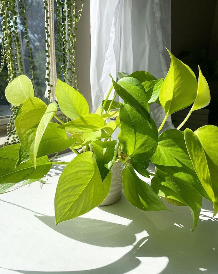 I love seeing the sun on leaves🌿