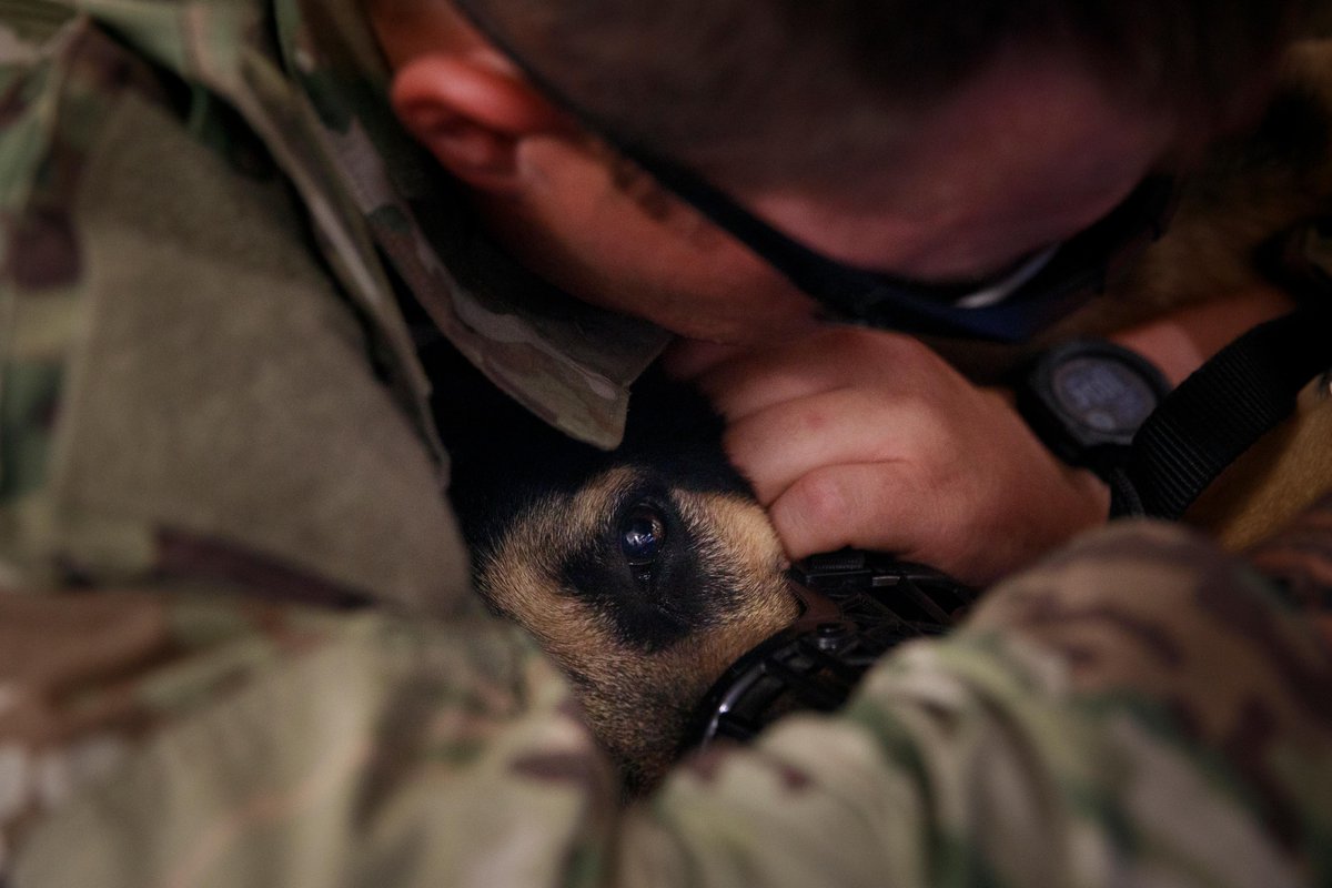 USArmyEURAF's tweet photo. On #FurFriday, meet @USArmy Sgt. Hugo, a military mine detection dog, and his handler, Spc. Burner.
The duo recently participated in #SaberGuardian 23's #HOSPEX, where Hugo was treated for simulated injuries at Mihail Kogalniceanu, Romania.
#MakingaDifference #BeAllYouCanBe https://t.co/gR3zFF6Oow