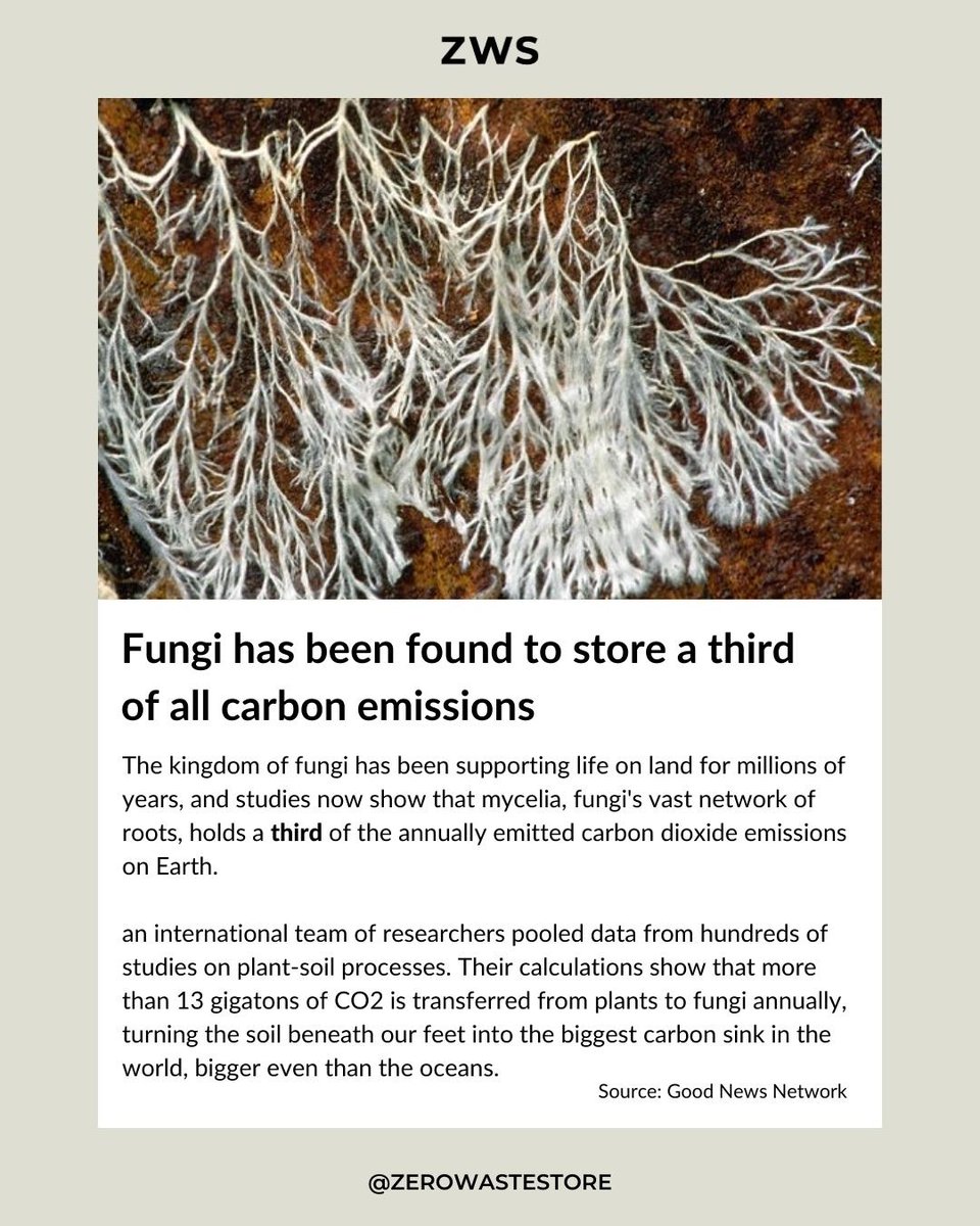 ZeroWasteStore's tweet photo. Happy Friday! 🥹🥹🥹

Here are a few feel good stories to start your day 👏

#feelgoodfriday #sustainability #fastfashion https://t.co/xB55ydkhMT
