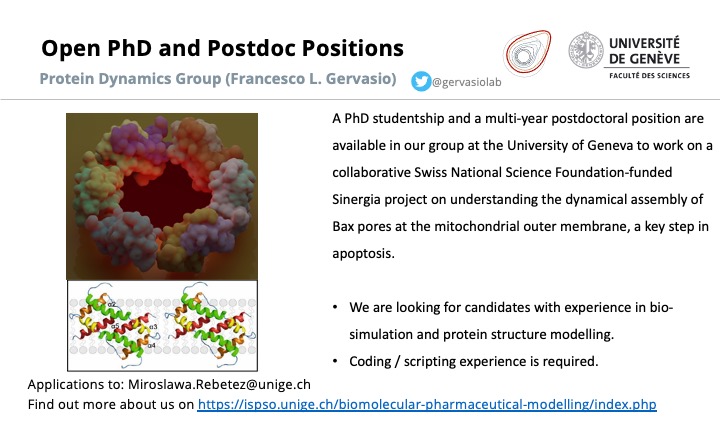 We are looking for a PhD student and a  postdoc to join our team at @unige_en  in Geneva🇨🇭to work on an exciting @snsf_ch Sinergia project with @enricabordignon and @raunser on understanding the assembly of Bax pores at the mitochondrial membrane, a key step in apoptosis.