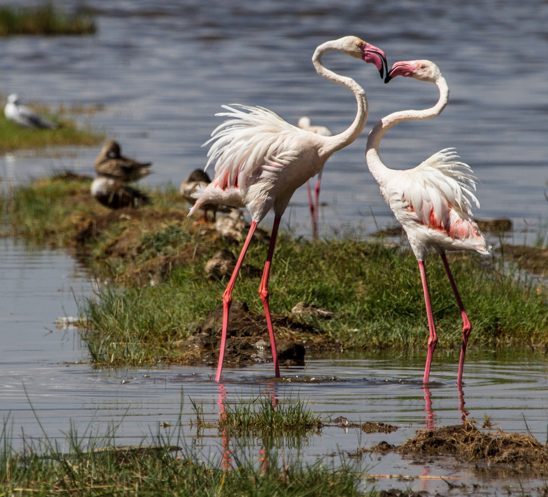 2 Greater #Flamingos in love, Kenya
.
.
.

#GreaterFlamingos
#WildFlamingos
#HeartShape
#BirdsInLove
 #SynchronizedDancing
#AfricanBirds
#KenyaWildlife
#KenyaBirds
#WhiteBirds
#PinkBirds
#ColorfulBirds
#WaterBirds

#aviation #Ornithology #Wildbirds #BirdWatching #BirdEnglish