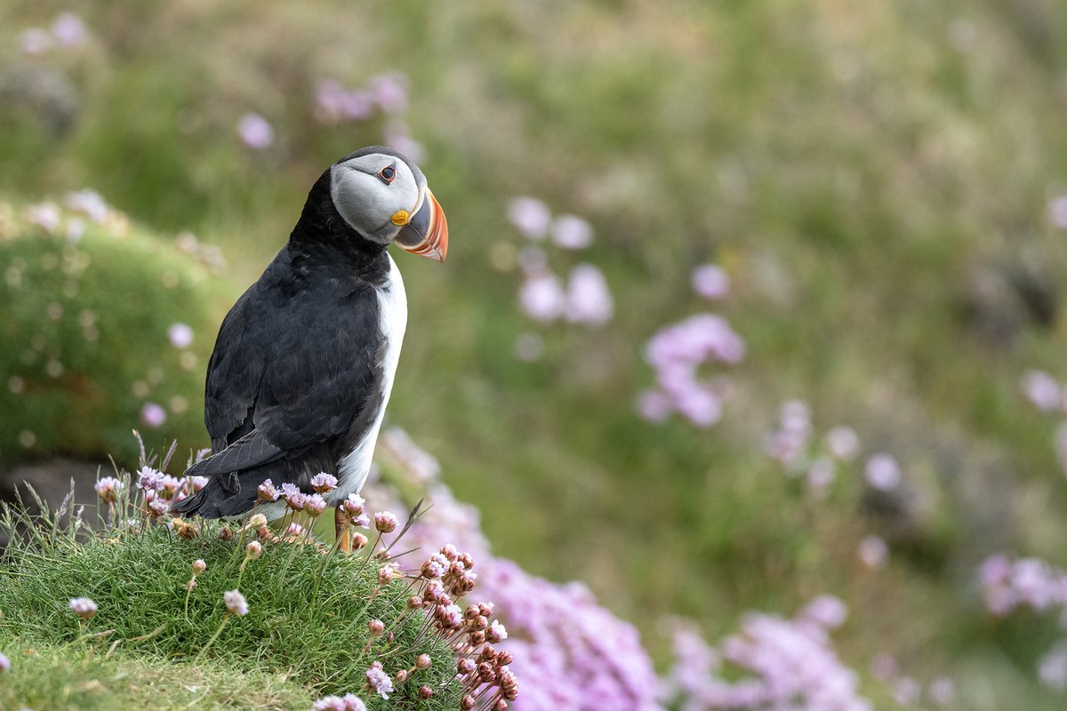 Puffins at @SumburghHead today - and the first one I've seen to bring in Sandeels this year...