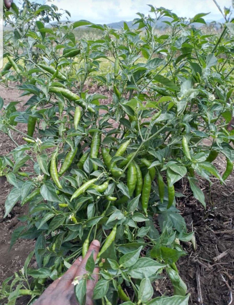 Chers agriculteurs et amis des agriculteurs !! Voici pour vous, un échantillon de notre champ de #piment. Nous avons 1 hectare de piment à #Katana au Sud Kivu en RDC . Vous voulez nous soutenir ?
@ICRAedu @rikolto @IFAD @terrafund @humundi_ong @FAO @AgriAlliance @Enabel_en_RDC
