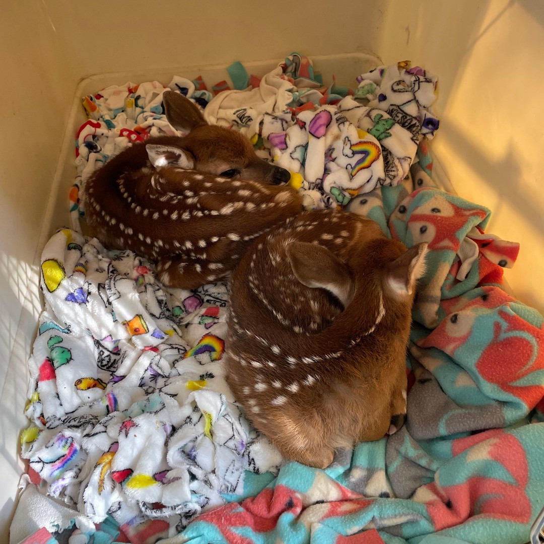 Deer Glencoe Public Safety, 
Thank you for helping these orphaned fawns! The brother and sister duo are now safe at the Flint Creek Wildlife Rehabilitation in Barrington. ❤️❤️❤️

#GlencoeIL #PublicSafety #AnimalRescue