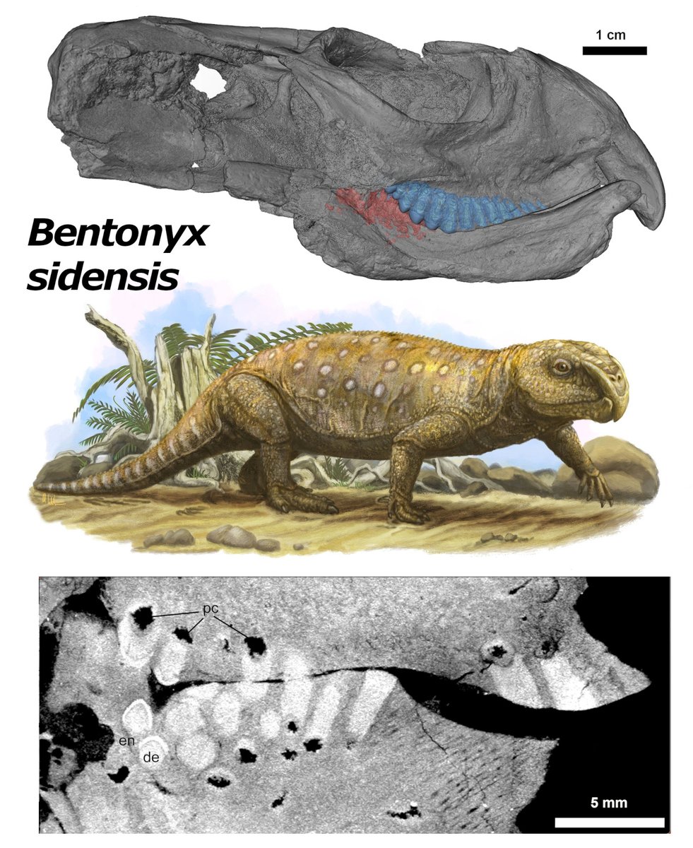 Unique dentition of rhynchosaurs and their two-phase success as herbivores in the Triassic onlinelibrary.wiley.com/doi/full/10.11… @MorphoSource @wileyearthspace #FossilFriday