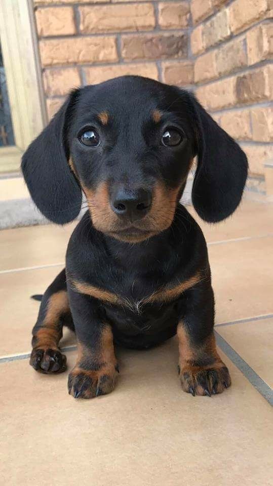 Can i get some complement!? 🐾😍
#Dachshund #puppy