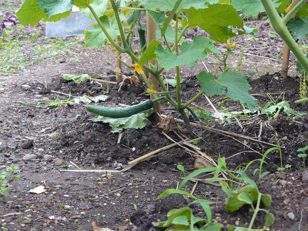 葉っぱの上で寝るキュウリ🤣🤣

今日自分の家で栽培してるキュウリをみたら、土に触れたくなかったのか？
葉っぱの上で寝てました🤣

#23club