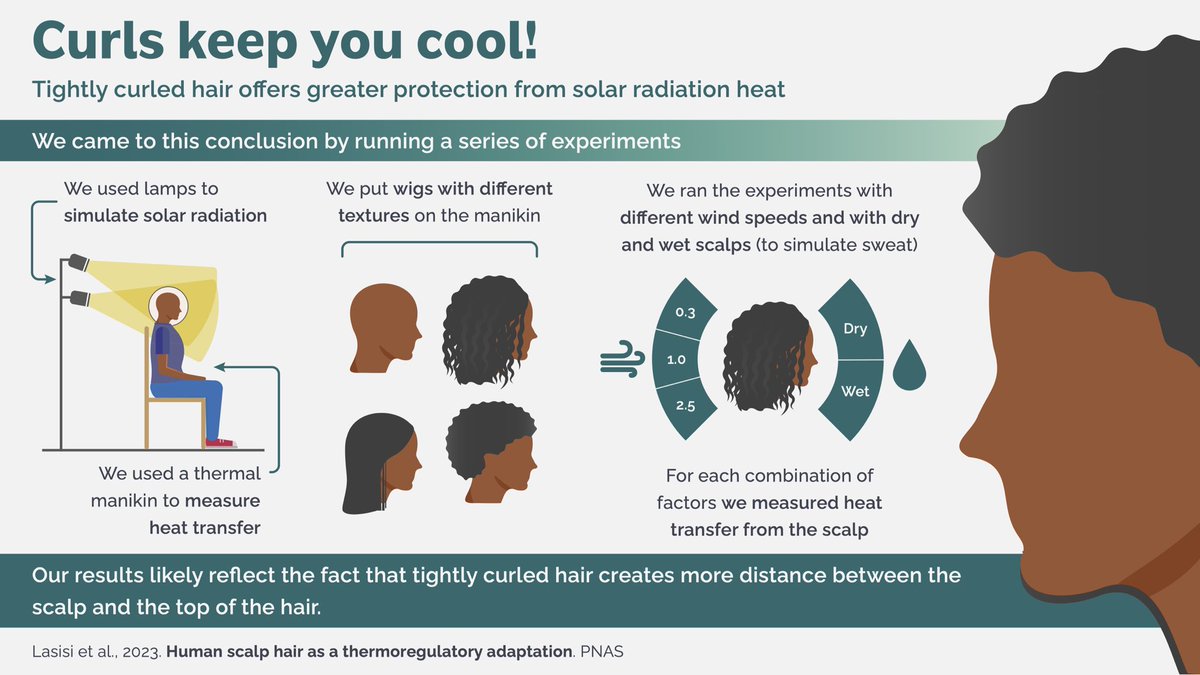 1/8 🧵 Fresh off the press! 📰 Our paper “Human scalp hair as a thermoregulatory adaptation” just got published in PNAS. 🎉 Here’s the summary in a thread…