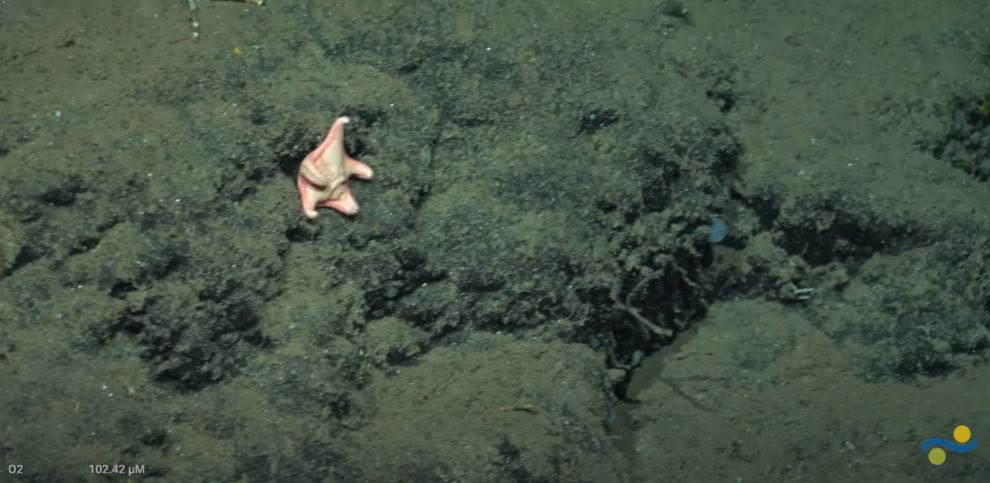 Julie Huber, PhD tweet media