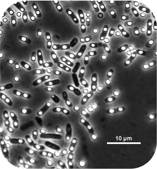 Jay T Lennon (@jaytlennon) on Twitter photo “Bacteria-phage coevolution with a seed bank”
Led by <a href="/coevolving/">Daniel Schwartz</a> with <a href="/ShoeStrapped/">Will Shoemaker🥭</a>, <a href="/AndreeaMagalie/">Andreea Magalie</a>, <a href="/joshuasweitz/">Joshua Weitz</a> available <a href="/ISMEJournal/">The ISME Journal</a> 🧵
nature.com/articles/s4139… “Bacteria-phage coevolution with a seed bank”
Led by <a href="/coevolving/">Daniel Schwartz</a> with <a href="/ShoeStrapped/">Will Shoemaker🥭</a>, <a href="/AndreeaMagalie/">Andreea Magalie</a>, <a href="/joshuasweitz/">Joshua Weitz</a> available <a href="/ISMEJournal/">The ISME Journal</a> 🧵
nature.com/articles/s4139…