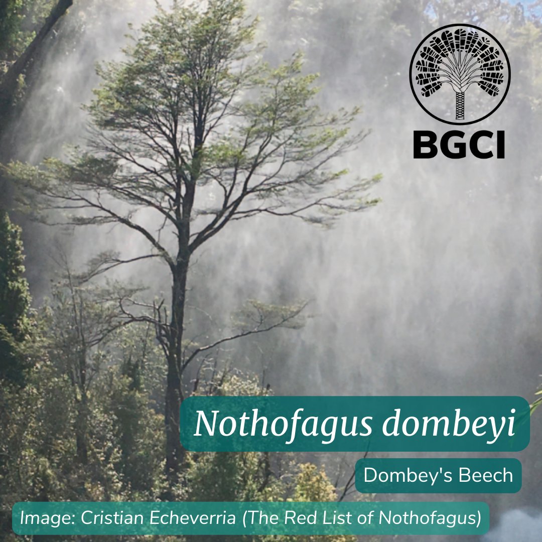 #DidYouKnow Nothofagus dombeyi, or Dombey's beech, is a fast-growing species which is often cultivated for timber as it can grow in a range of climates and form dense forests. 
ow.ly/v0S550OIJyO 
#Botany #PlantConservation #TreeConservation #GlobalConservationNetwork