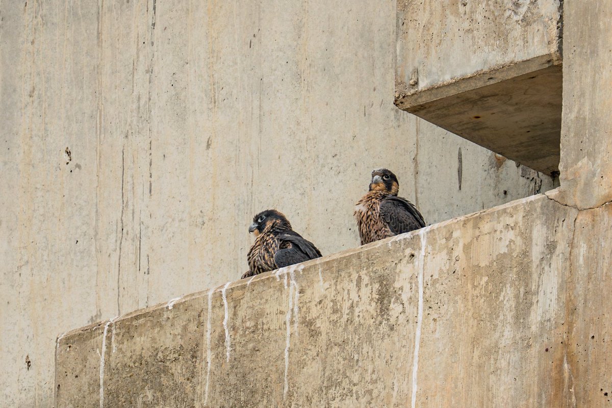 Peregrine Falcons Build Nest on Ohio Turnpike Bridge
 
When repair work began at the Ohio Turnpike’s mainline bridge over Cuyahoga Valley National Park in late April 2023, construction workers were soon greeted by existing residents. Two peregrine falcons, Gypsy (mom) and…