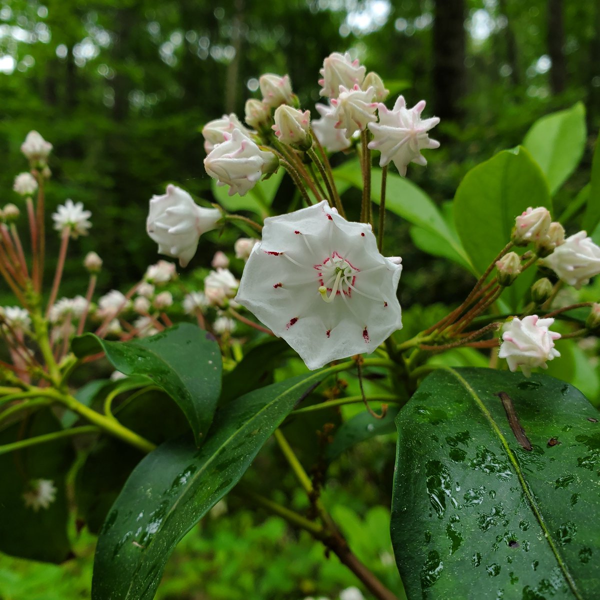 Harvard Forest Schoolyard Ecology LTER tweet media