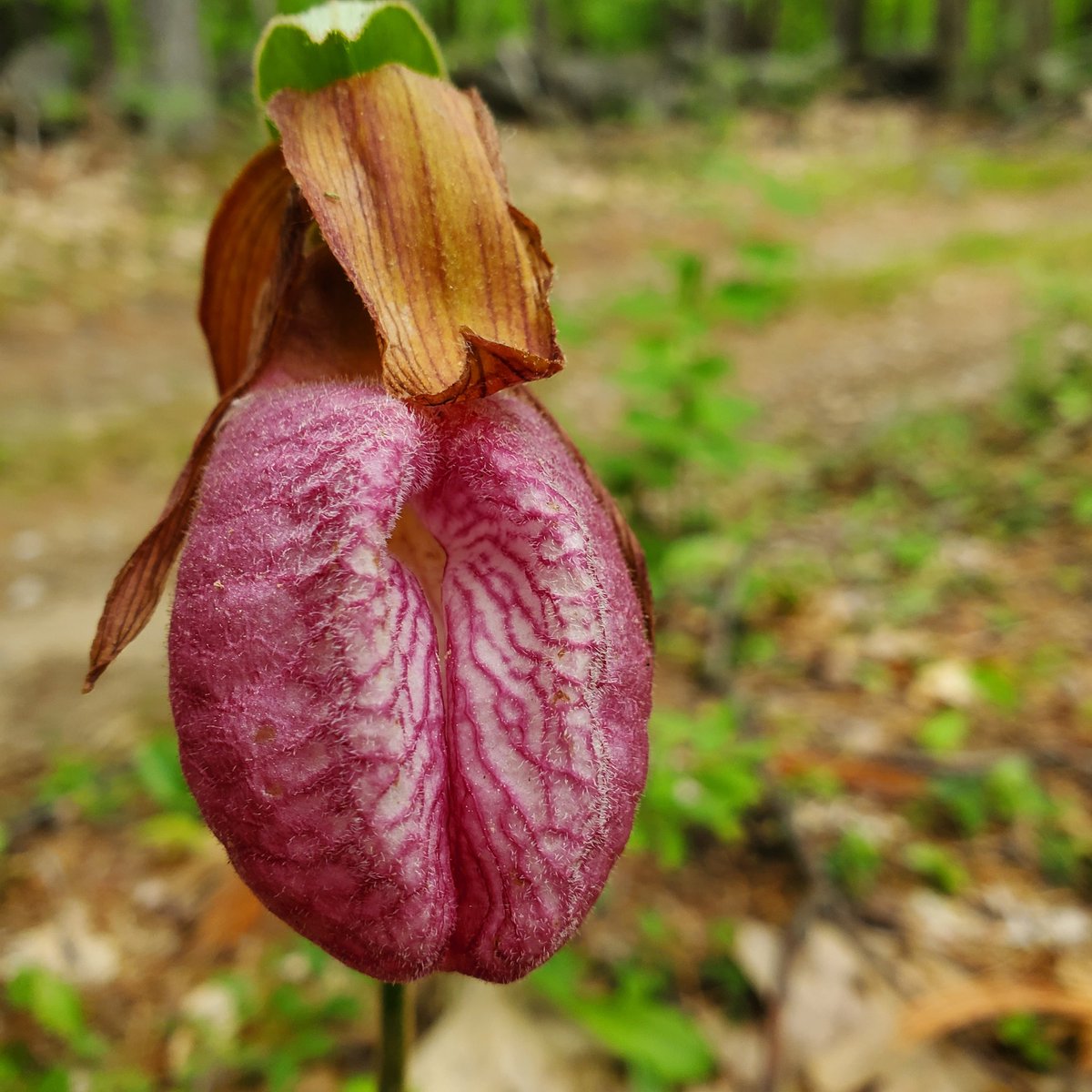 Harvard Forest Schoolyard Ecology LTER tweet media
