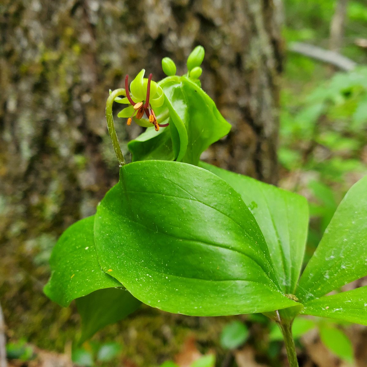 Harvard Forest Schoolyard Ecology LTER tweet media