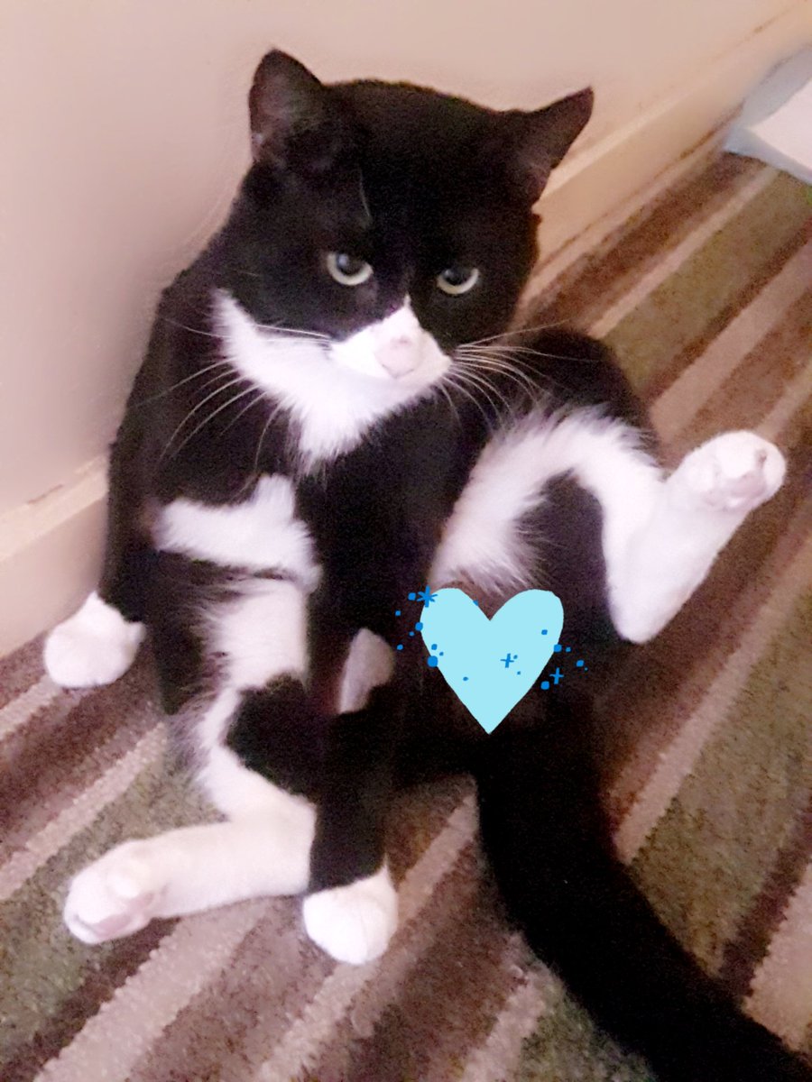 Anna_rose00's tweet image. Binx is doing really well after his bladder obstruction &amp;amp; looks so much better too 💙
#Binx #CatsOfTwitter #CatsAreFamily