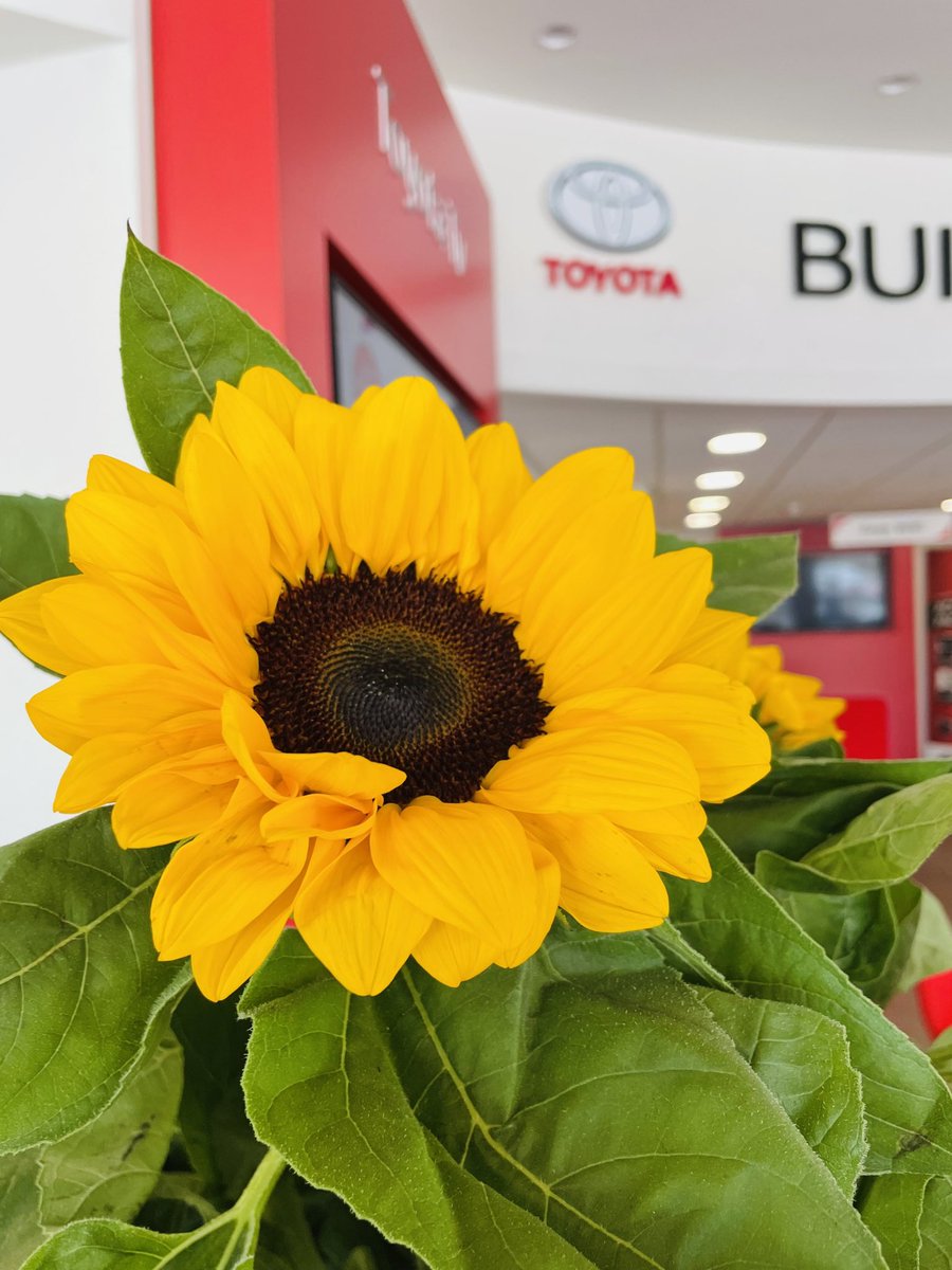 CogansToyota's tweet photo. Sending our well wishes to @marymountcork and their dedicated volunteers as they embark on the Hospice Sunflower Days collection this weekend. Together, they strive to raise funds for Hospices and Specialist palliative home care services across Ireland. 🌻#sunflowerdays
#Cogans https://t.co/qtcTOQRagy