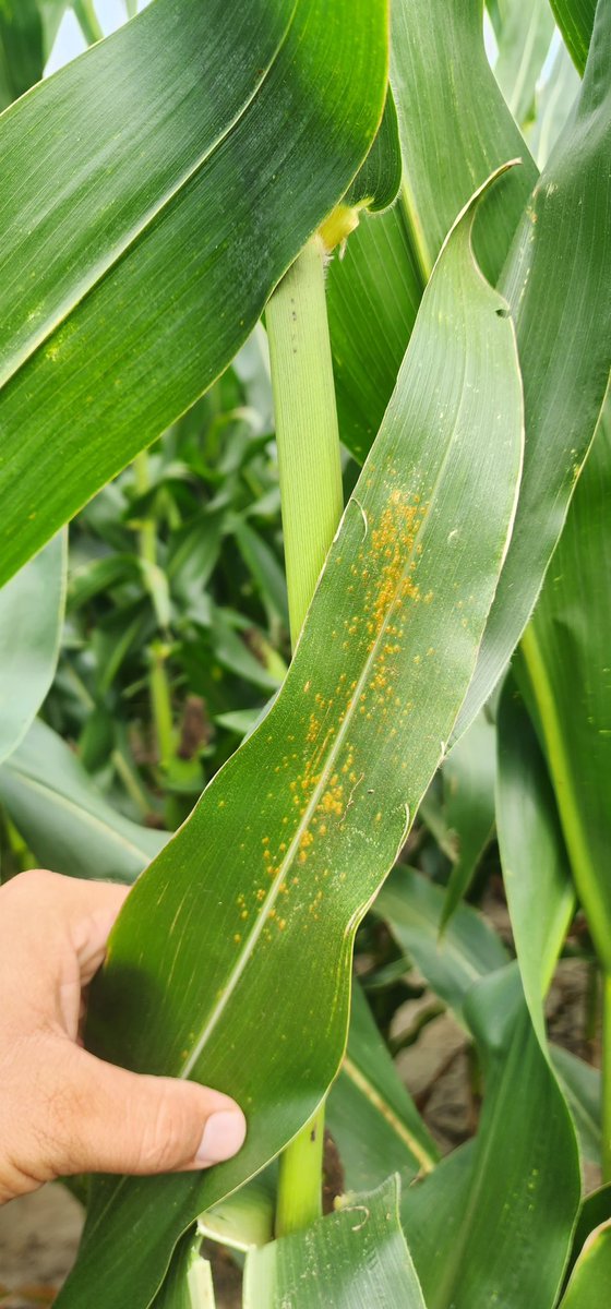 Awaiting confirmation from our colleagues just south of the Florida-Georgia line, but thanks to a consultant it looks like southern corn rust has finally been found.. for SW Georgia, ready or not… game on. Grateful to partner with consultants.