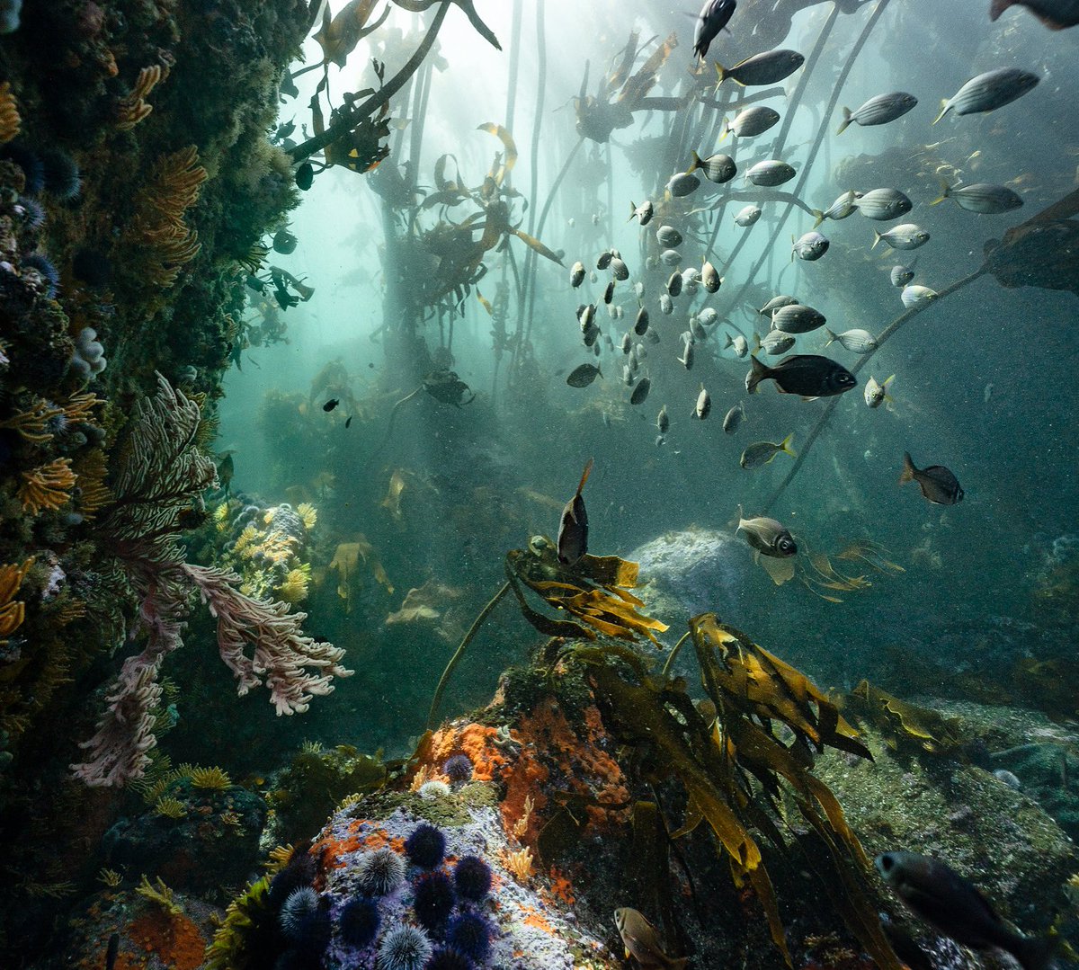 🗒 I can always stick to talking about our kelp forest and a school of fish. 🐠 Safer. 

📸 @helen_walne
#MarineBiology #OceanConservation