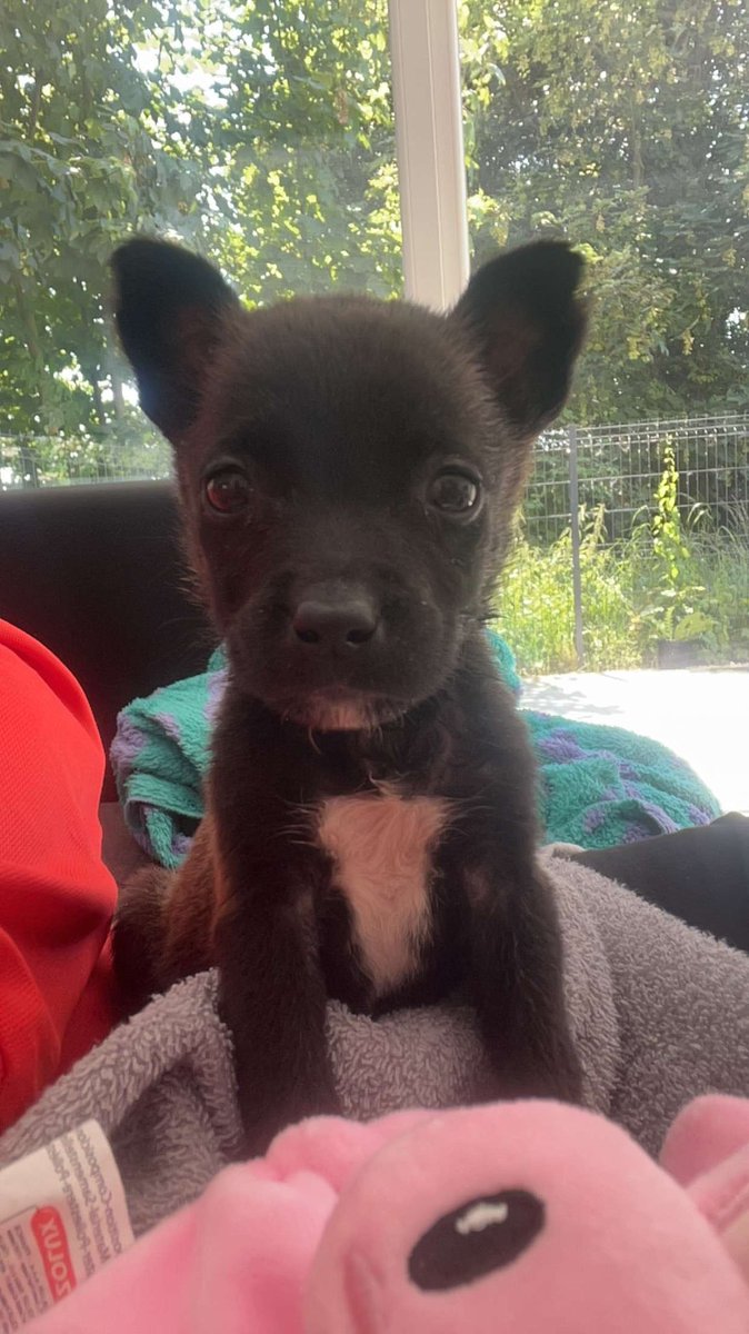 kokoprst22's tweet photo. J’achète un chien sur le Bon Coin qui été censé avoir deux mois et demie. Au final? Elle a 6 semaines, vomit des vers, n’a pas de vaccins et pas de vermifuge et elle n’est pas sevrée!!
Je l’affiche je n’ai rien à perdre.
Faites attention. N’achetez pas un animal à n’importe qui. https://t.co/aTV3MwnLjF
