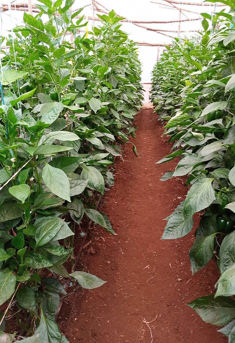 Jackbritish2's tweet photo. @HGTKenya #trellising. https://t.co/em9azodRCJ