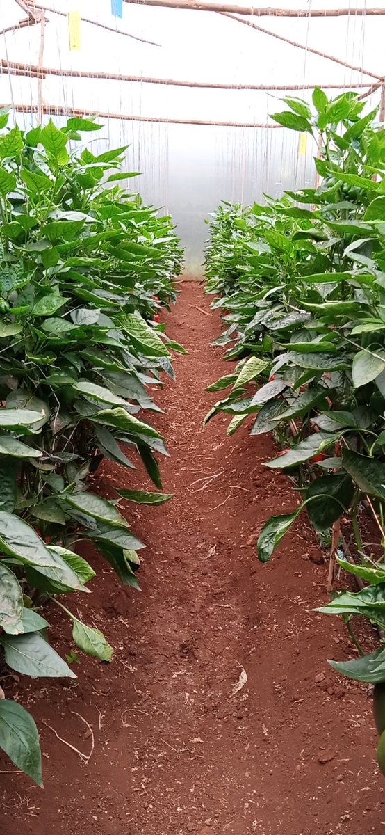 Jackbritish2's tweet photo. @HGTKenya #trellising. https://t.co/em9azodRCJ