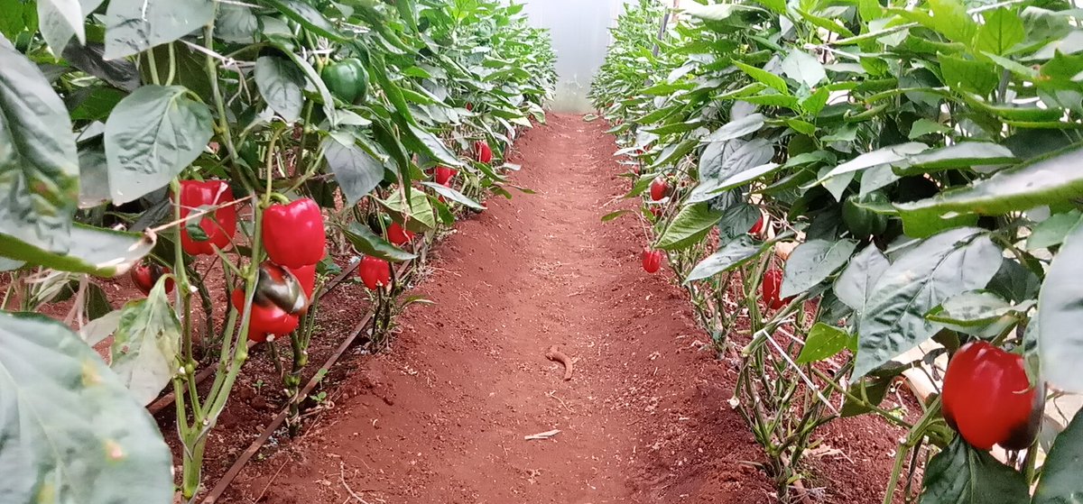 Jackbritish2's tweet photo. @HGTKenya #trellising. https://t.co/em9azodRCJ