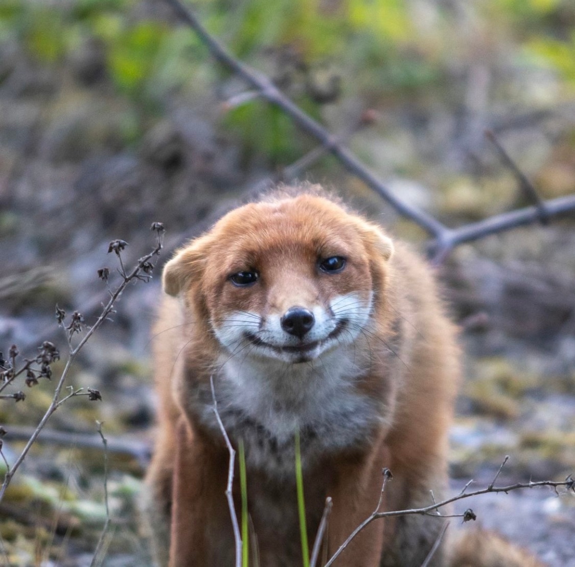 Chris Packham tweet media