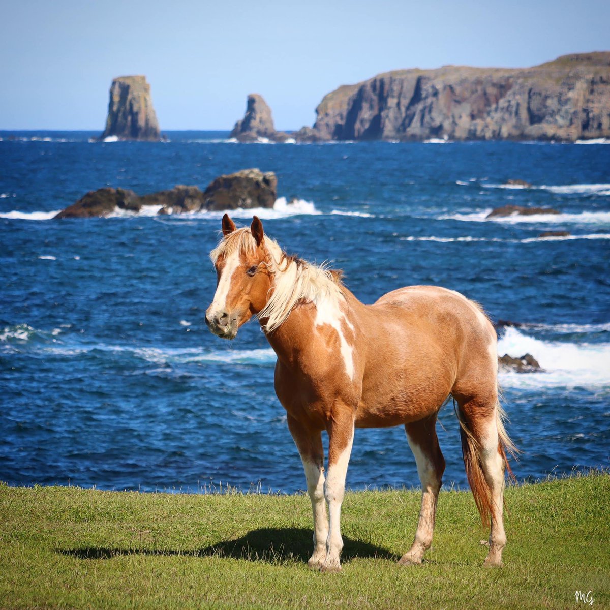 A beauty at Cape Bonavista.