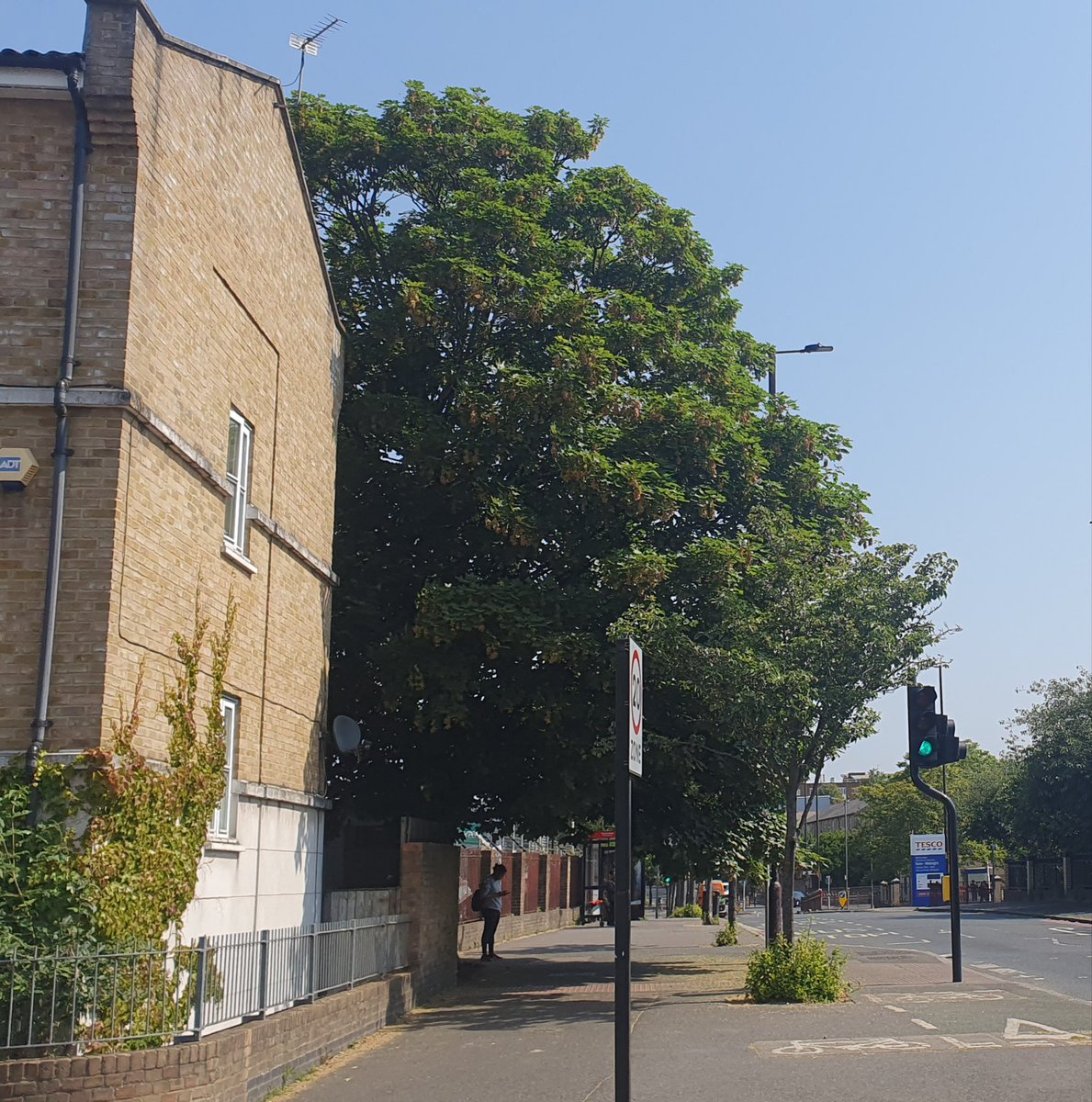BermondseyTrees's tweet photo. Perfect shade tree. This #sycamore (Acer pseudoplatanus) provides welcome relief near the hot and polluted Old Kent Road. https://t.co/PZcha3hjbh