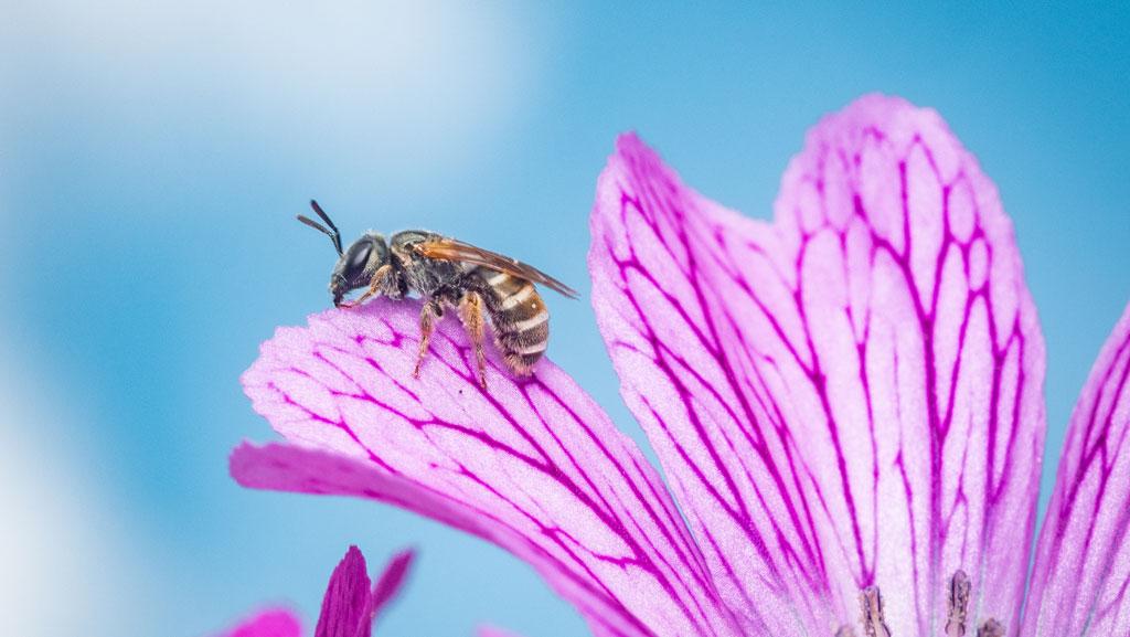 Not all insects are bad.  Some are very beneficial to our yards. Here is an article about the beneficial insects for a healthy garden.  #healthygarden   ow.ly/fSv050OFWIH