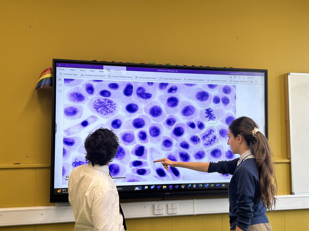 Year 10 recapping the stages of mitosis with <a href="/MaidaValeSci/">Science | Maida Vale School</a> before getting the microscopes out.