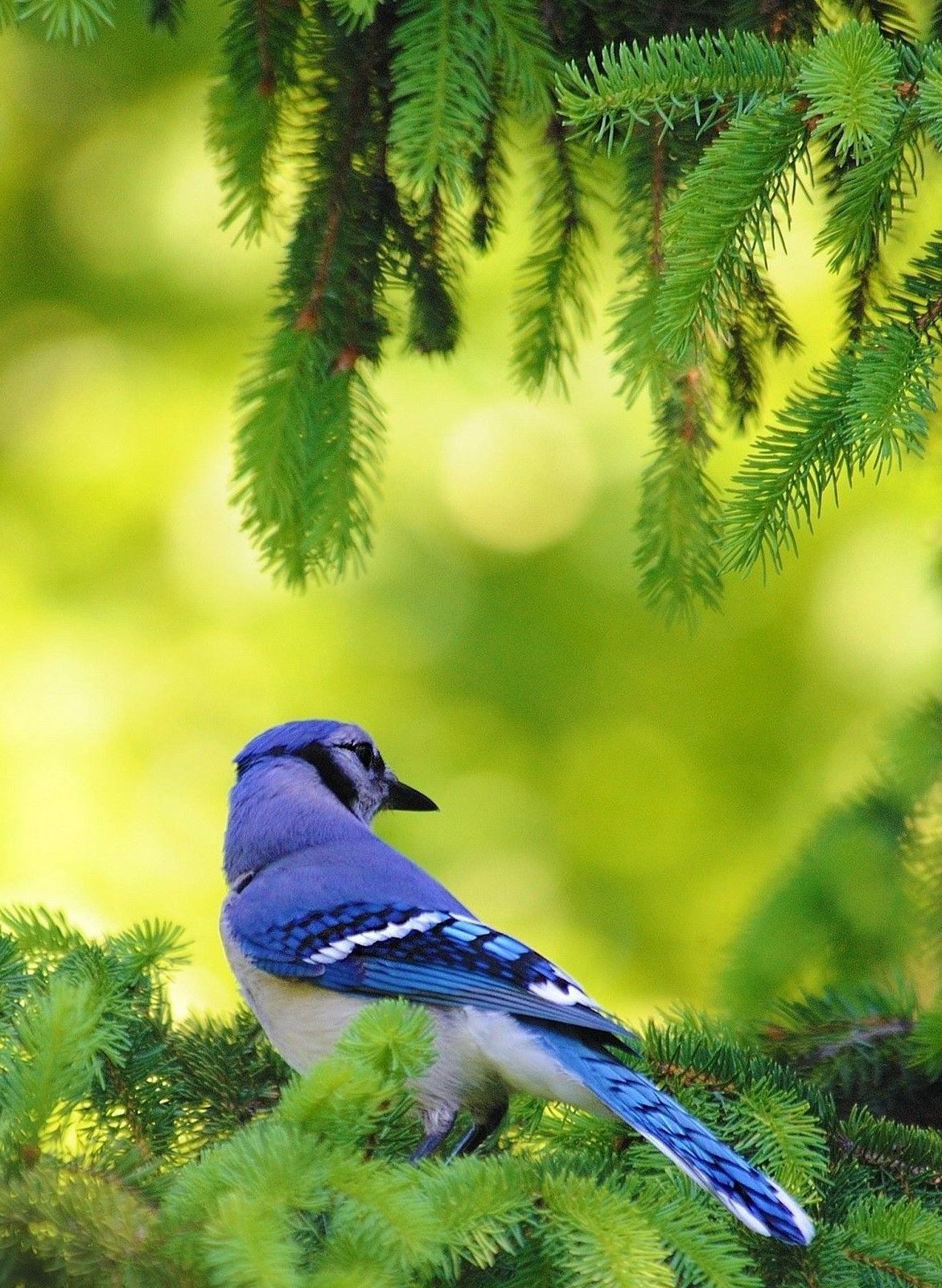 Blue jay - Wikipedia