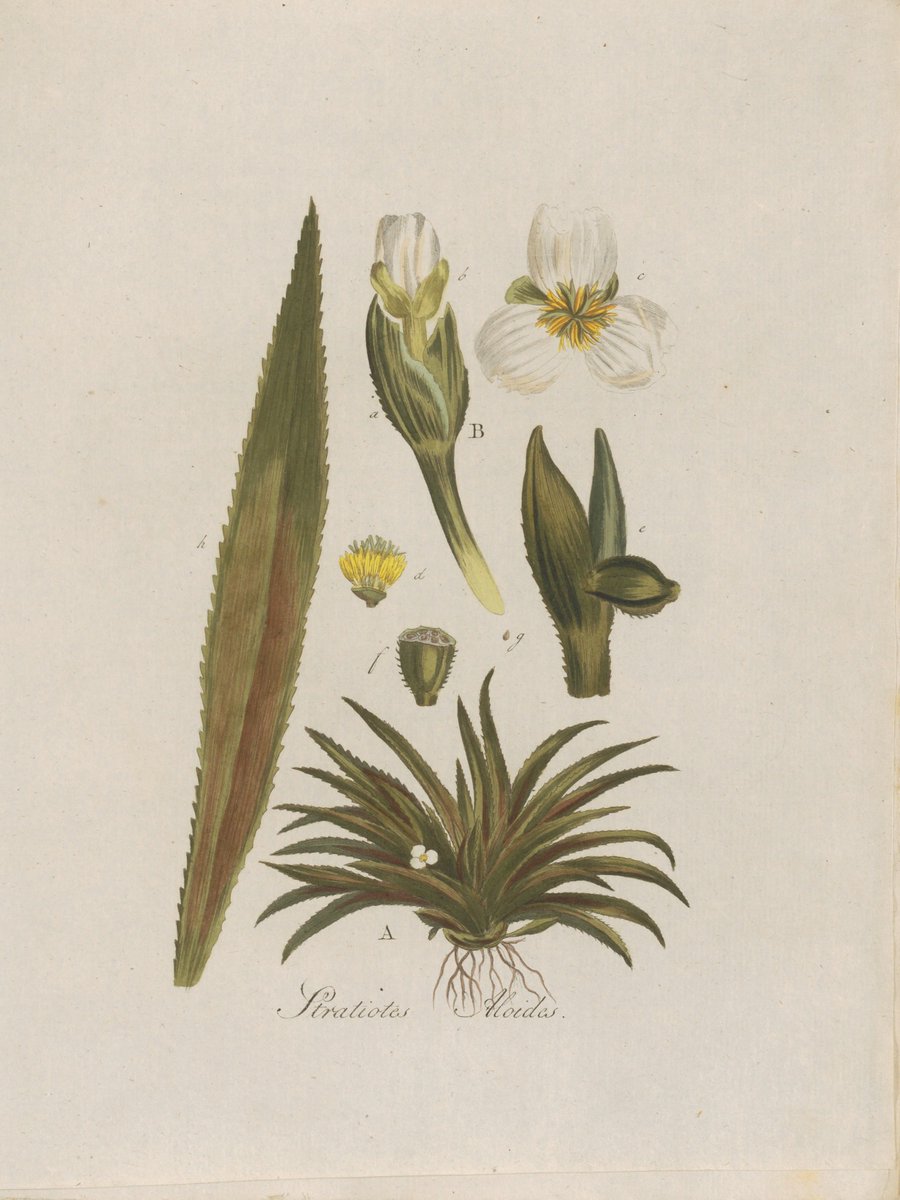 Op 13 juni vindt er weer een Clusiuslezing plaats, gegeven door Esther van Gelder, die over de Flora Batava zal vertellen. De Clusiuslezing in de Hortus is een gezamenlijke activiteit van de Clusiusstichting en de Vrienden van de Leidse Hortus. hortusleiden.nl/programma/agen…