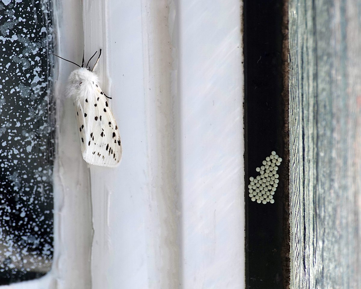 A White Ermine moth (Spilosoma lubricipeda) guarding eggs in my bathroom...

@btnhovewildlife @Kate_Bradbury @NearbyWild @SussexWildlife @wildlife_uk @InsectDiversity @insectpaparazzi @NatureUK @CoolBrighton @Global_Wildlife @PTES @BroadGavin @WildlifeComms @wild_helper @SxBRC