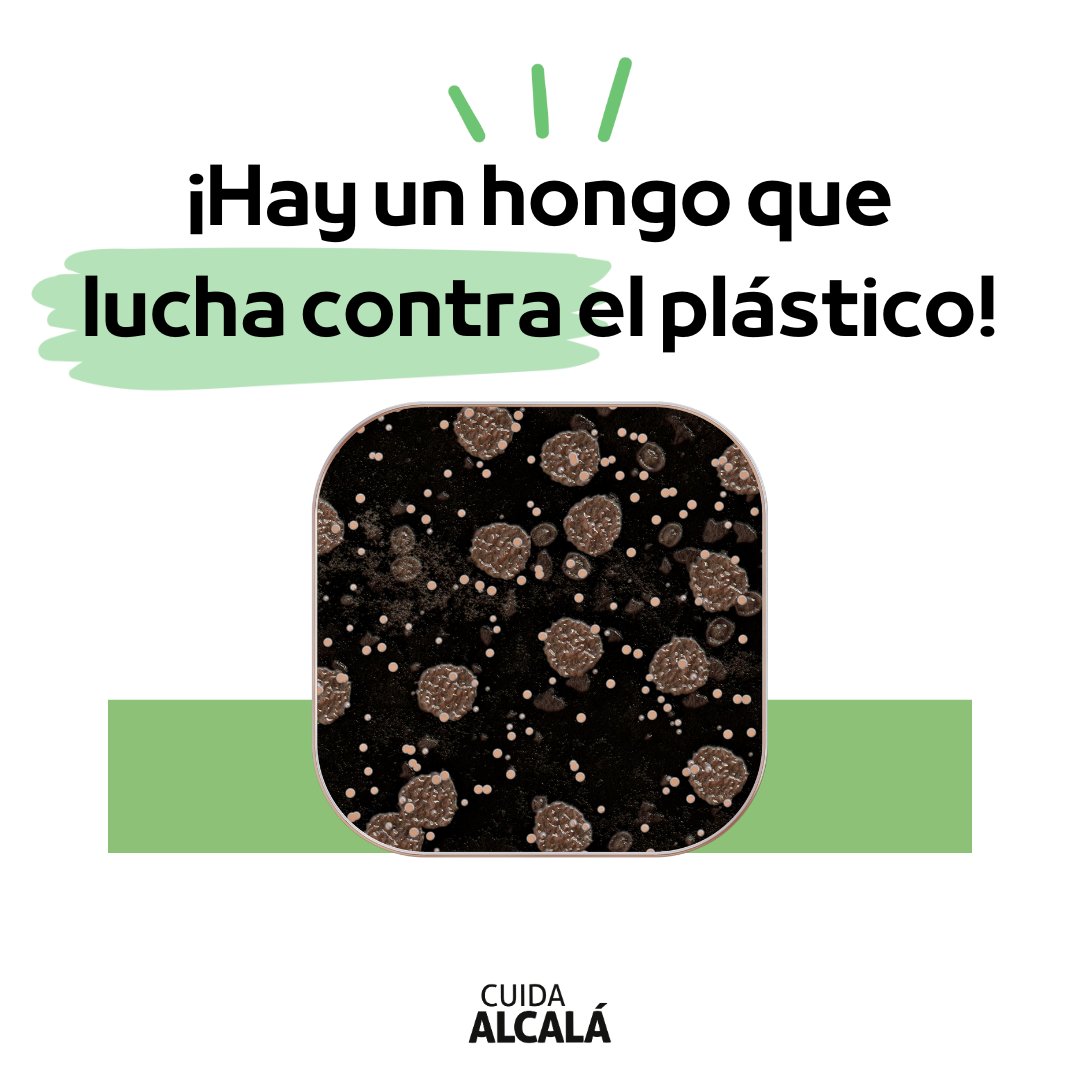 🌟 Así es, una investigación de la Universidad de Sydney ha conseguido biodegradar un tipo de plástico muy común. 

🦠 Para ello han utilizado dos tipos de hongos, muy comunes también.

👉 ¿Qué te parece? Esto es todo un avance en el reciclaje.
