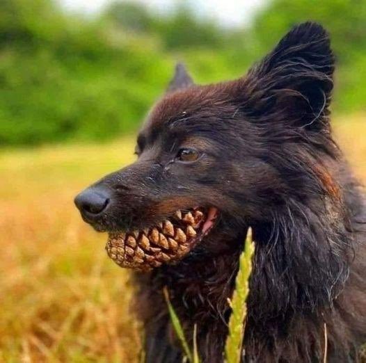 Dog with a pine cone <a href="/bouta_nt/">BoutaNT</a> <a href="/AdamCoffeyNT/">Adam Coffey</a>