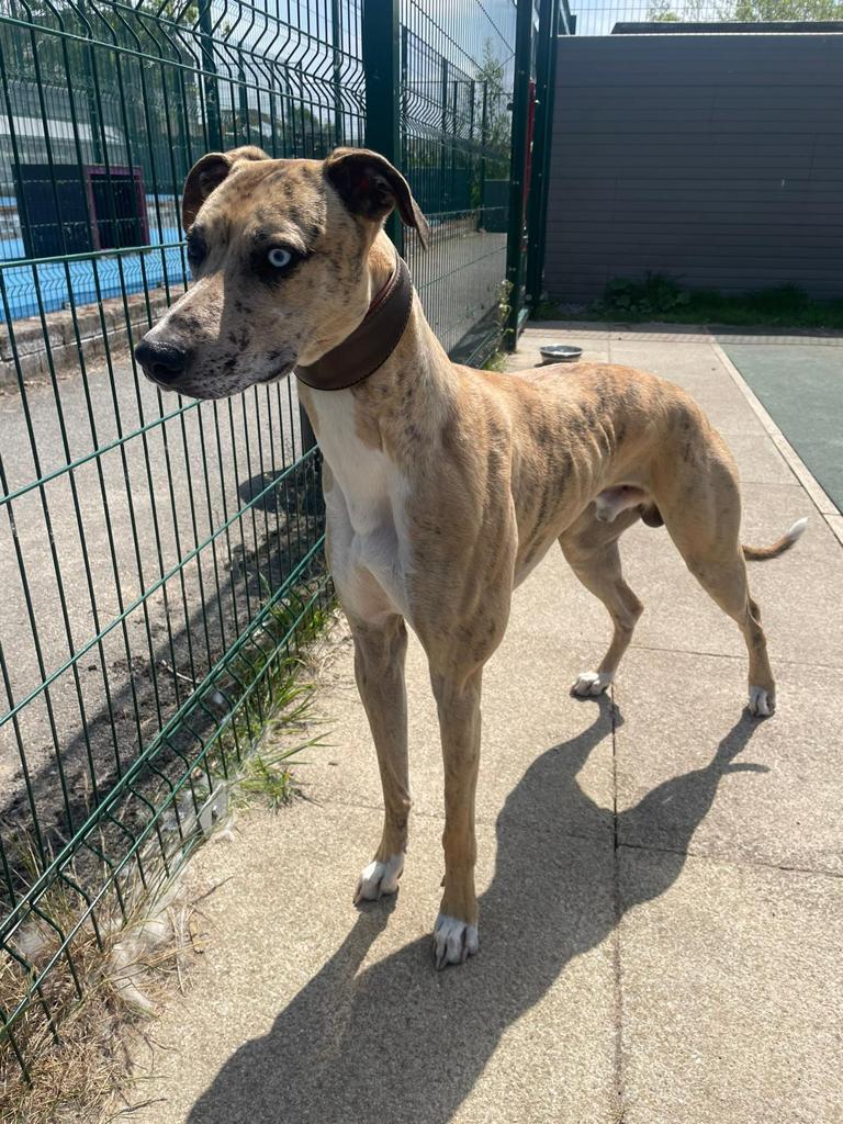 Please retweet to help Bowie find a home #LANCASHIRE #UK 

Lovely Lurcher aged 15 months, abandoned, tied to a fence. He can live with children aged 13+ and needs socialising around other dogs. Please contact the shelter for more information. 
DETAILS 👇
bleakholt.org