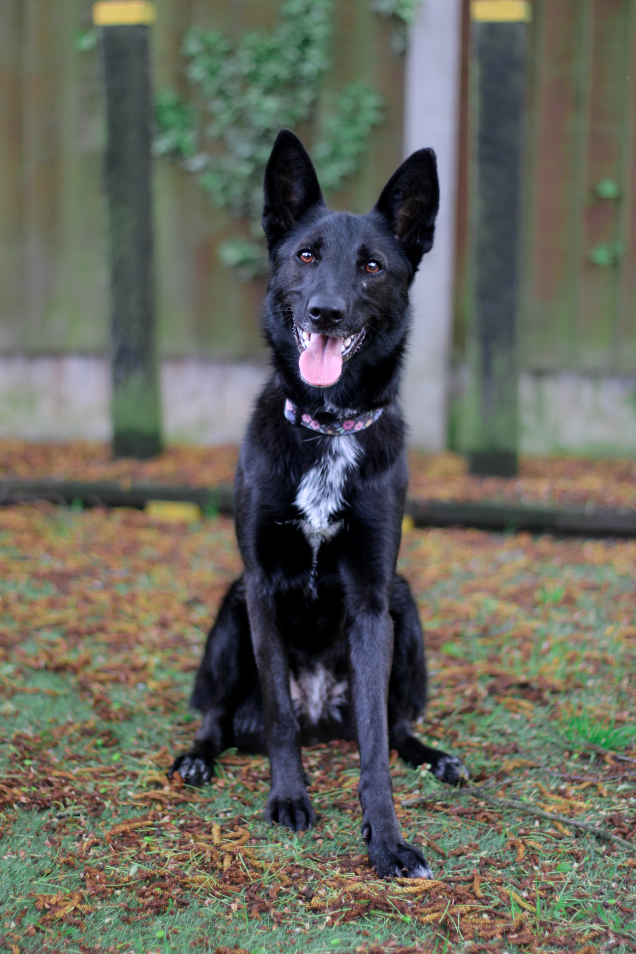 Collie cross german cheap shepherd for sale