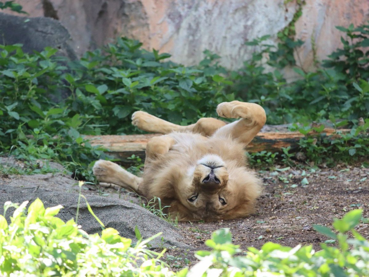 おそらく日本一 へそ天をするライオンのサン🦁

#東山動植物園　#ライオン