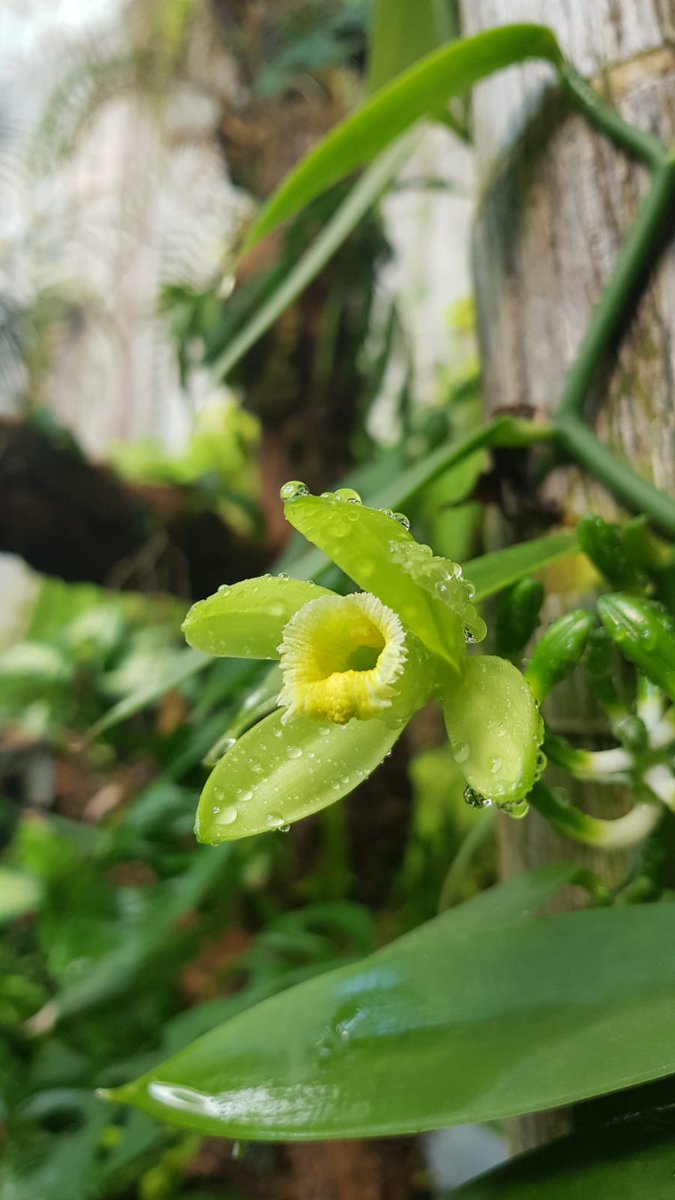 Vanilla Planifolia ha florecido en el Orquidario. Es la orquídea de la que sale la vainilla que se utiliza en gastronomía

❕Su floración solo dura un día, solo podrás verla hoy  en el Orquidario

#Orquidario #Estepona #orquídeas #orchids #VisitaElOrquidariodeEstepona