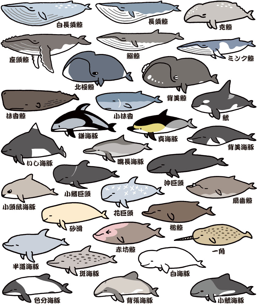【 #SUZURIのTシャツセール は6月11日(日)まで! 】
今回もたくさんのご利用ありがとうございます。サメTシャツ以外にも色々な生き物イラストが揃っていますのでお見逃しなく!  
https://t.co/CGxE8KBTDm 
